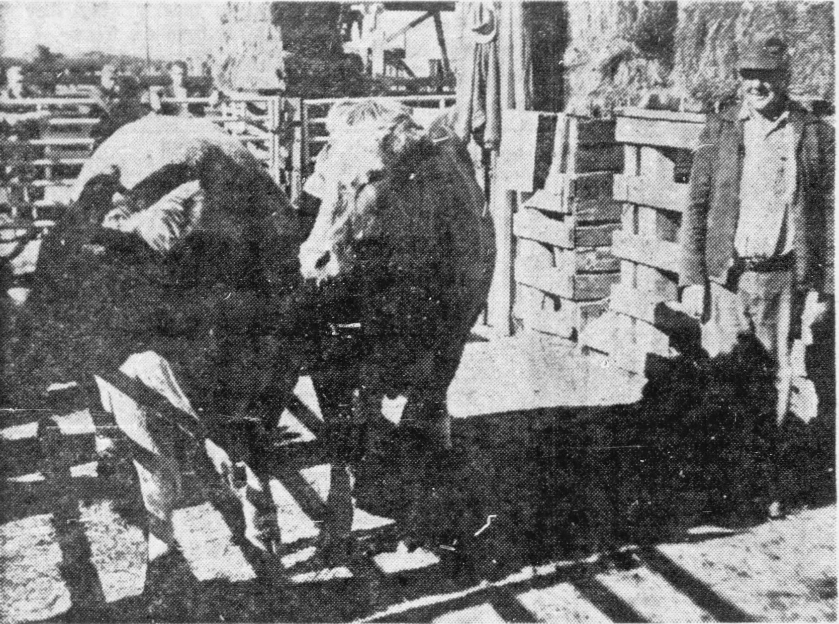 At the Stockyards: Nov. 25, 1963